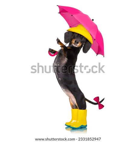 sausage dachshund dog , ready and prepared for rain or bad weather with rubber boots , hat and umbrella , isolated on white background