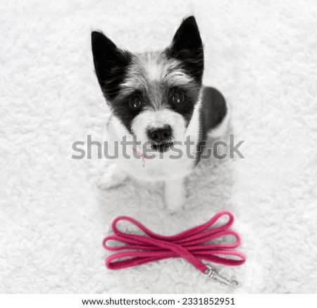 poodle dog waiting for owner to play and go for a walk with leash outdoors at the door