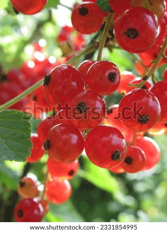 Bountiful red currant clusters, a taste of summer's tangy sweetness