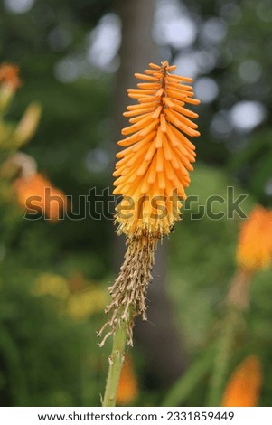Beautiful orange kniphofia or red hot pokers in garden setting Royalty-Free Stock Photo #2331859449