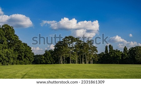 English park with pine trees under blue sky