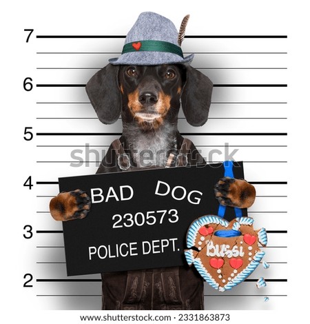 bavarian sausage dog or dachshund at police station mugshot toasting for the beer celebration festival in munich with broken gingerbread heart