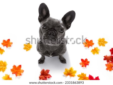 curious french bulldog dog looking up to owner waiting or sitting patient to play or go for a walk, isolated on autumn fall leaves