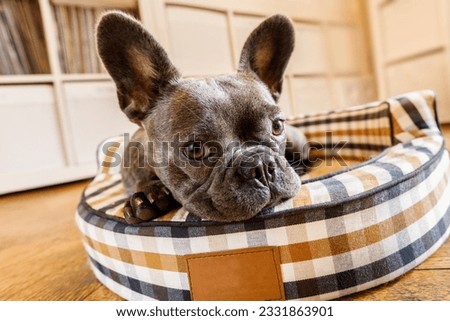 french bulldog dog relaxing in living room or daydreaming in pet bed , thinking about life