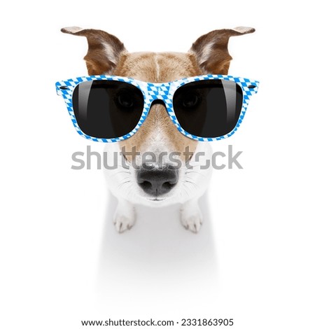 funny jack russell wearing bavarian sunglasses sitting on the ground , isolated on white background