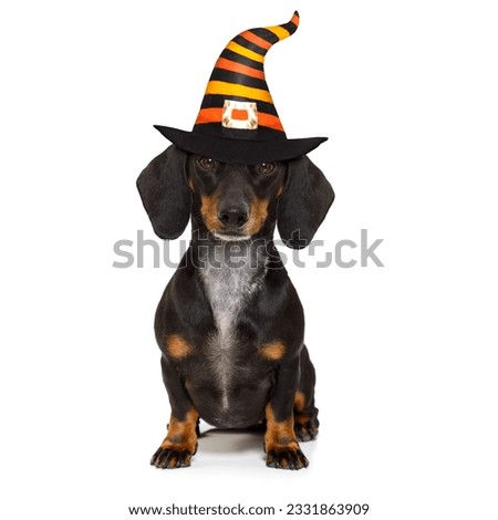 halloween devil sausage dachshund dog scared and frightened, isolated on white background, wearing a witch hat