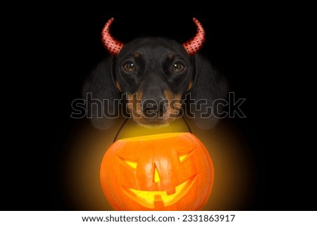 halloween devil sausage dachshund scared and frightened, isolated on black background, holding a pumpkin lantern