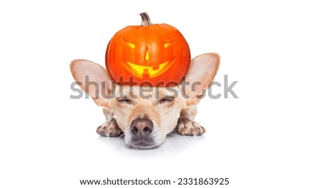 halloween devil dog scared and frightened, isolated on white background, pumpkin lantern on the head