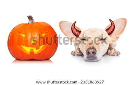 halloween devil dog scared and frightened, isolated on white background, pumpkin lantern to the side, wearing devil ears