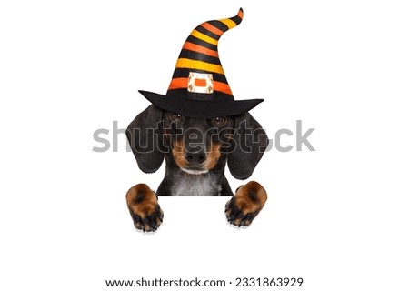 halloween devil sausage dachshund dog scared and frightened, isolated on white background, wearing a witch hat, behind white blank banner or placard poster
