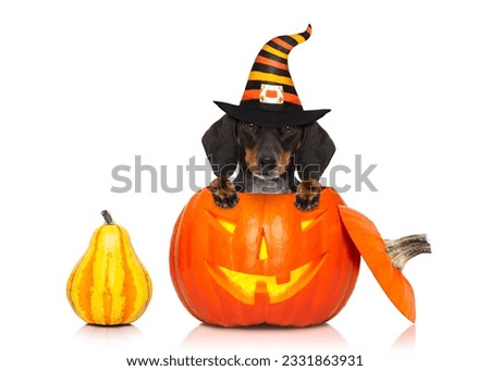 halloween devil sausage dachshund dog inside pumpkin, scared and frightened, isolated on white background
