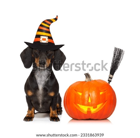 halloween devil sausage dachshund dog scared and frightened, isolated on white background, pumpkin to the side, wearing a witch hat