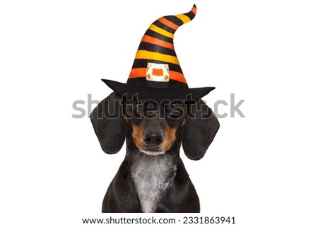 halloween devil sausage dachshund dog scared and frightened, isolated on white background, wearing a witch hat