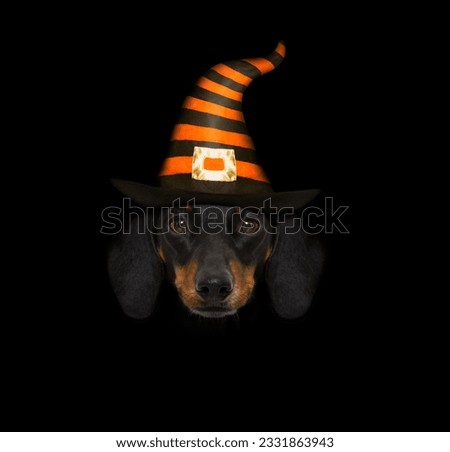 halloween devil sausage dachshund scared and frightened, isolated on black background, wearing a witch hat