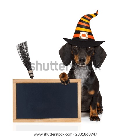 halloween devil sausage dachshund scared and frightened, isolated on white background, wearing a witch hat, behind white blank banner or blackboard