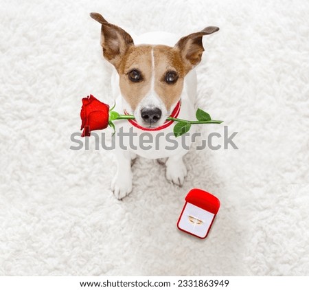 jack russel dog in love , proposing for marriage or wedding to bride with red flower rose in mouth and engagement gold ring