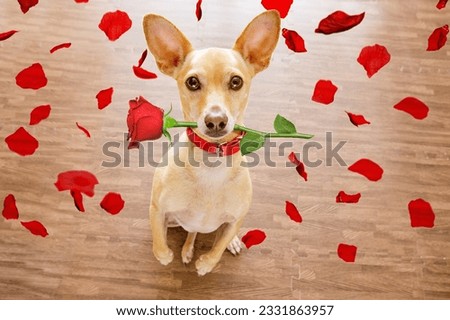 chihuahua dog in love on valentines day, rose in mouth, with sunglasses and cool gesture,isolated on wood background