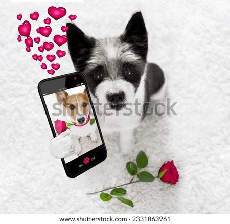 Poodle dog in love for happy valentines day with petals and rose flower , looking up in wide angle, taking a selfie with smartphone or cell phone