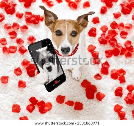 jack russel dog in love for happy valentines day with petals and rose flower , looking up in wide angle, taking a selfie with smartphone or cell phone