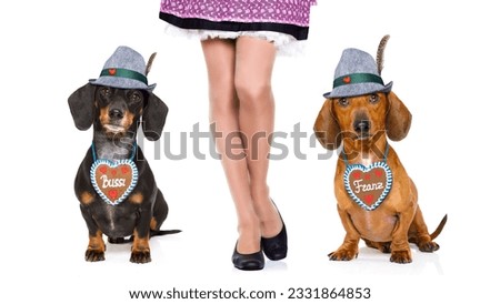 bavarian dachshund or sausage dogs couple with gingerbread with owner isolated on white background , ready for the beer celebration festival in munich