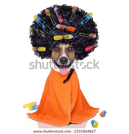 afro look dog with very big curly black hair , or wig wearing orange hairdressers towel , isolated on white background