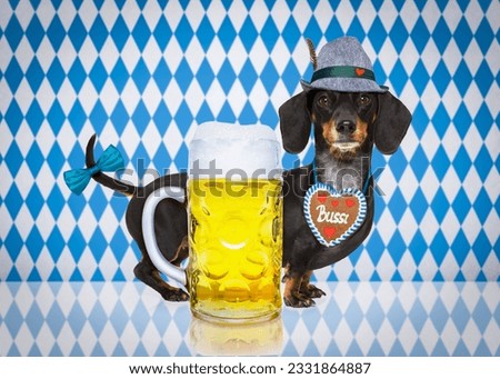 bavarian dachshund or sausage dog with gingerbread and mug isolated on white background , ready for the beer celebration festival in munich