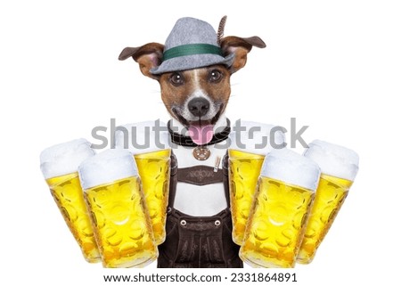 jack russell dog holding couple of beer mugs isolated on white background , ready for the beer party celebration festival in munich