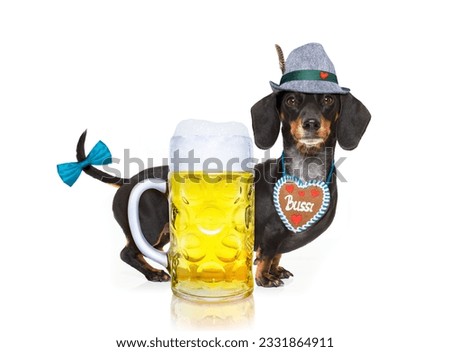 bavarian dachshund or sausage dog with gingerbread and mug isolated on white background , toasting for the beer celebration festival in munich