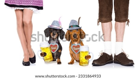 bavarian dachshund or sausage dogs couple with gingerbread with owner and beer mugs isolated on white background , ready for the beer celebration festival in munich