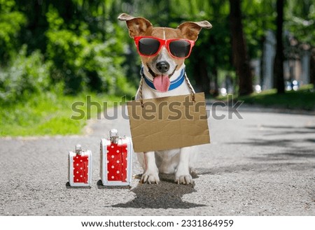 lost and homeless jack russell dog with cardboard hanging around neck, abandoned at the street and luggage or bags waiting to be adopted