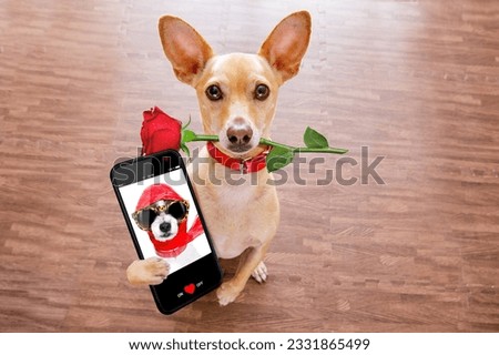 chihuahua dog in love on valentines day, rose in mouth, with sunglasses and cool gesture,sending a love message with smartphone or mobile phone