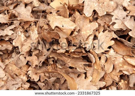 Autumn leaves, horizontal photo. Background from fallen oak foliage for publication, screensaver, wallpaper, postcard, poster, banner, cover, website. Art high-quality photography