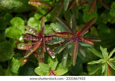 Rain Drops Red Tip Flowers . Wood Spurge in nature Royalty-Free Stock Photo #2331867433
