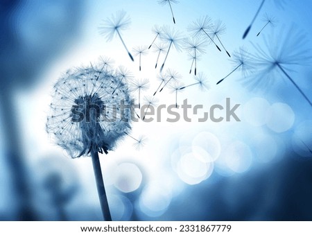 Dandelion seeds blowing in the wind across a cool field background, conceptual image meaning change, growth, movement and direction.