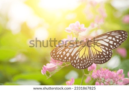 Close up butterfly. Parantica aspasia -Yellow Glassy Tiger- feeding on flower.