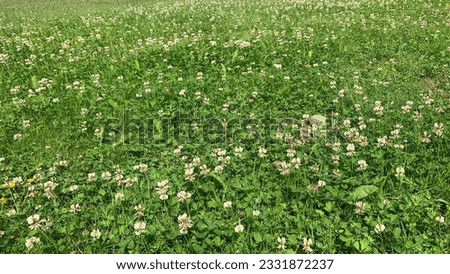 Lawn filled with clover flowers and grass.