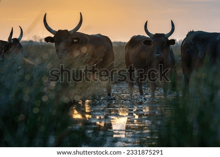Group of bulls in the sun of Camargue, France Royalty-Free Stock Photo #2331875291