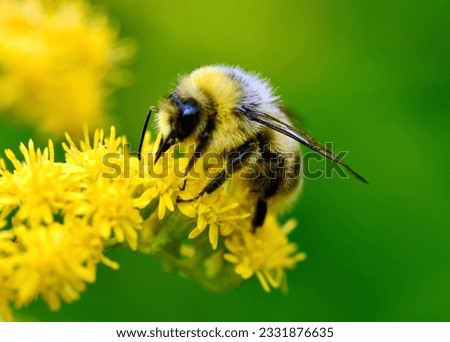 Bumblebee (Bombus lucorum) is sucking nectar from Senecio jacobaea. Royalty-Free Stock Photo #2331876635