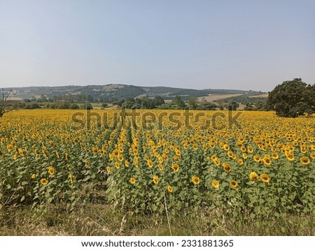 The large field of sunflower
