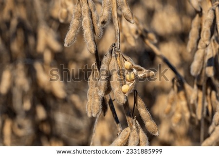 soybean pod shattering with seed in field during harvest. Drought stress, moisture content and yield loss concept Royalty-Free Stock Photo #2331885999