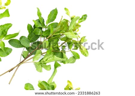 Brazilian peppertree leaves on white background.