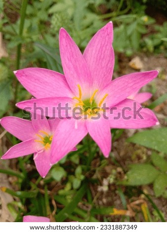 pink rain lilies in the yard