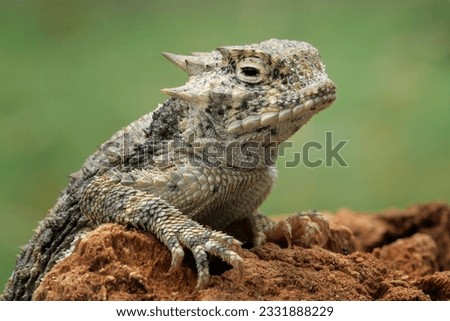 Closeup head of Phrynosoma, are known as the Horned Lizards, Horny Toads, or Horntoads, is a genus of North American Lizards. 