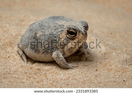 The Desert Rain Frog, Web-footed Rain Frog, or Boulenger's Short-headed Frog (Breviceps macrops) is a species of frog in the family Brevicipitidae. It is found in Namibia and South Africa. Royalty-Free Stock Photo #2331893385