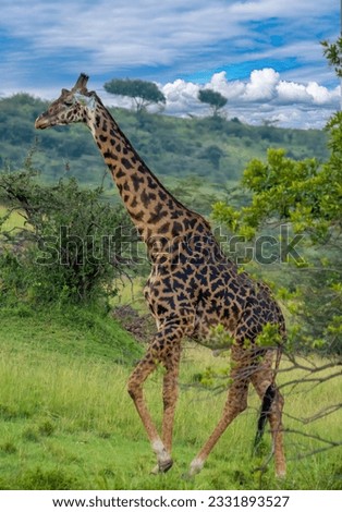 view of a single giraffe in the savannah in the masai mara, Kenya, africa