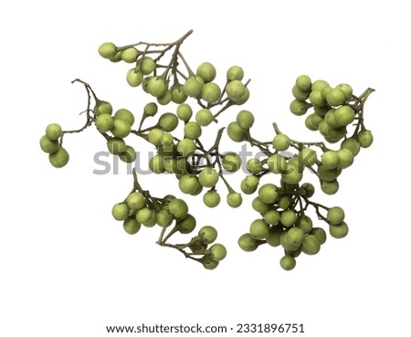 Green Berry Eggplant fly fall, Green Berry Eggplant for planting float in air. Nightshade Berry Eggplant throw in mid air. White background isolated high speed freeze motion