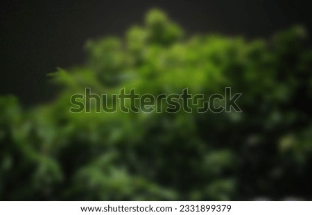 blur tree image at night