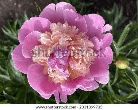 Old fashioned Peony variety surrounded by green leaves and bud.