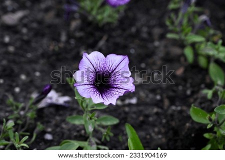 Close up of purple color flower planted in the good soil