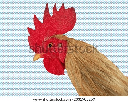 Vector head of rooster, rooster, fighting cock